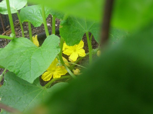closeup of cucumber flowers through its leaves