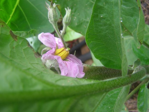 Closeup of an eggplant flower