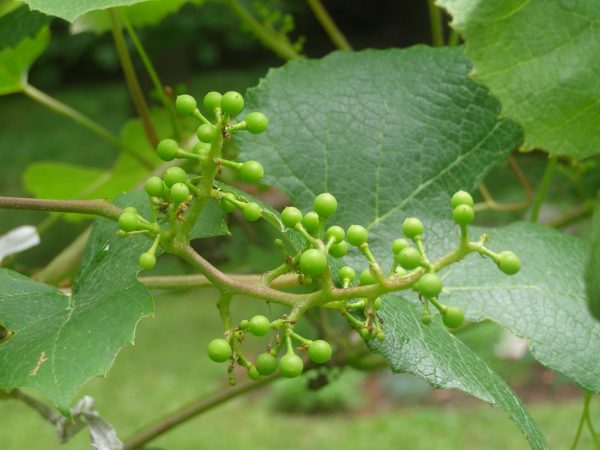 Closeup of concord grape buds