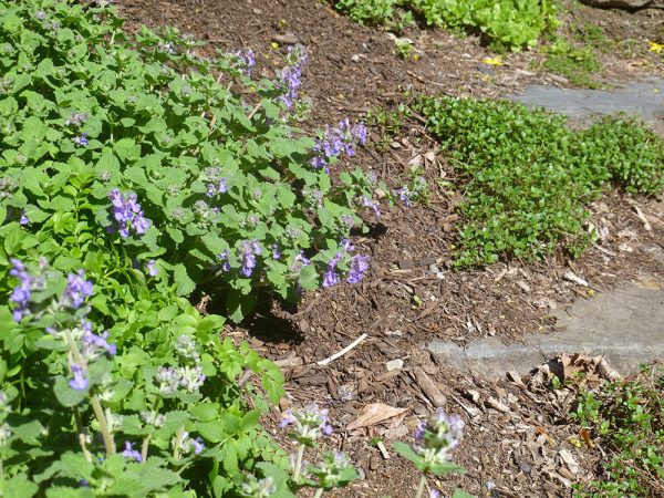 blue wildflowers along stone steps