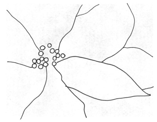 Suzanne Trevellyan homemade holiday card