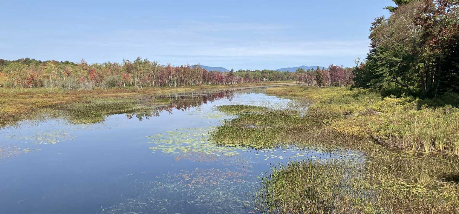 Marsh in upstate New York, somewhere near Lake Pleasant